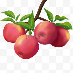 秋季丰收季节图片_食物类树上苹果果实手绘