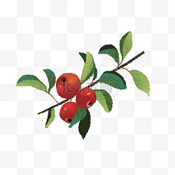 红果子植物图片_红色果子小清新手绘插画