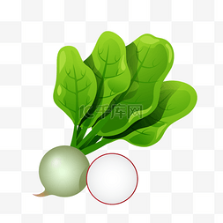 蔬菜芥菜蔬菜插画