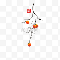 中国风仿国画没骨画法树枝上的柿
