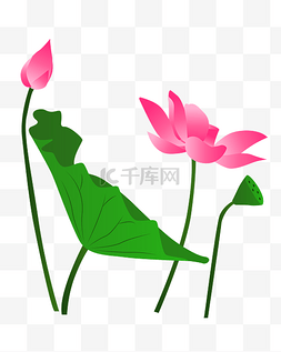 三生三世粉色图片_矢量卡通粉色莲花