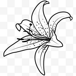 一百合花图片_手绘线性绽放的百合花一朵