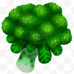 绿色的花椰菜 