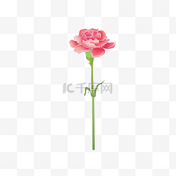 花朵一朵卡通图片_教师节一朵粉色的康乃馨