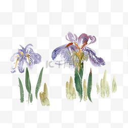 紫色花卉水彩画PNG免抠素材