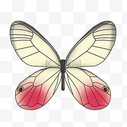 漂亮的蝴蝶手绘插画
