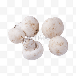 五个白蘑菇（png免抠）