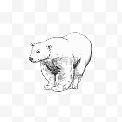 手绘插图卡通动物北极熊白色PSD源