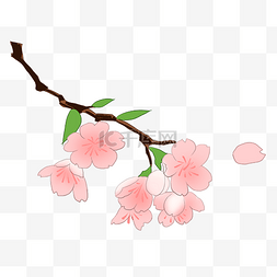 鲜花花瓣粉色图片_春天的粉色樱花插画