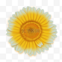 黄色分层图片_黄色太阳花植物手绘插画