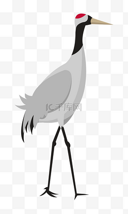 白色的丹顶鹤图片_白色的丹顶鹤手绘插画