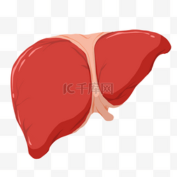 卡通人体器官图片_人体器官立体肝脏