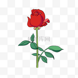 红玫瑰花卉图片_手绘花卉植物美丽红玫瑰花店插花