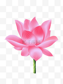 中国风粉色花卉图片_手绘花荷花元素分层国画中国风花