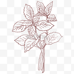 植物插画线描图片_线描叶子枝条插画