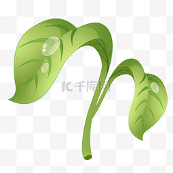 植物绿叶露珠手绘插画