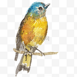 黄色的羽毛图片_黄色的小鸟手绘插画