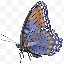 蓝色精灵图片_一只蓝灰色美丽的蝴蝶