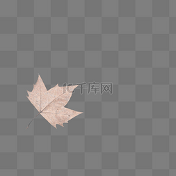 叶子随风飘落图片_立秋单个枯黄枫叶