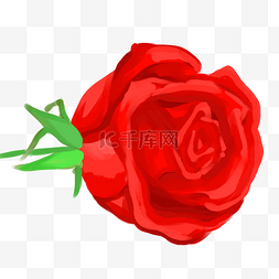 鲜艳红色玫瑰花