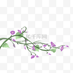 紫色花卉插画图片_植物牵牛花花枝插画