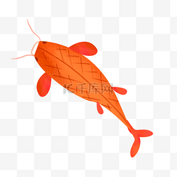油金龙鱼图片_红色锦鲤鱼