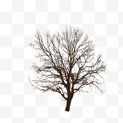 一颗扁平化的树干