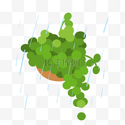 雨水绿葡萄