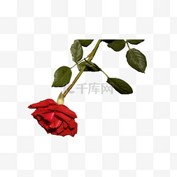 红玫瑰花瓣实拍（png免抠）