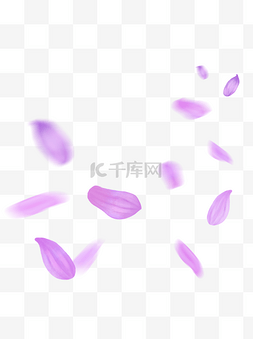 漂浮的花瓣粉紫色菊花花瓣飘落的