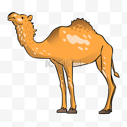 动物骆驼图片_野生沙漠动物骆驼插画