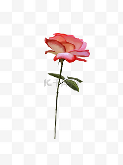 手绘浪漫红色玫瑰花植物花卉