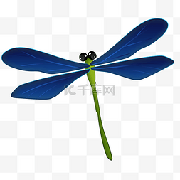 靛青色蜻蜓png素材