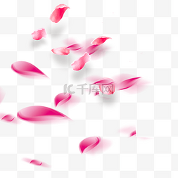 飘散的玫瑰花瓣图片_蓝莓粉红色花瓣元素