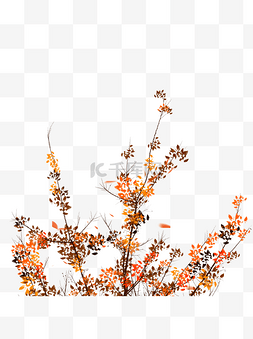 秋季秋树植物秋叶手绘元素