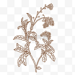 植物插画线描图片_线描苍珠手绘插画