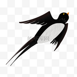 飞翔的黑色燕子