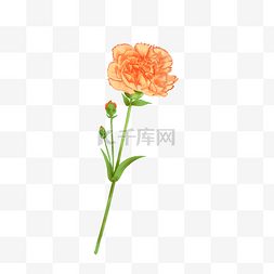 教师节鲜花图片_妇女节手绘黄色康乃馨免扣素材