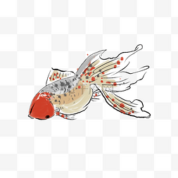 红色金鱼鱼儿