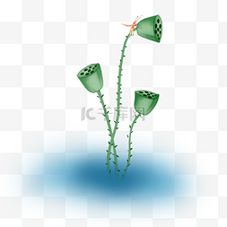 绿色的蜻蜓图片_长在水上的三个莲蓬