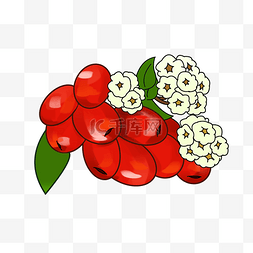 新鲜花朵图片_手绘农作物新鲜红枣插画