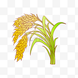 成熟的农作物图片_卡通黄色大米插画