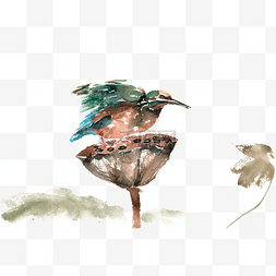 莲蓬上的鸟水彩画PNG免抠素材