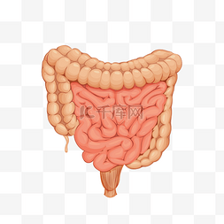 手绘人体器官大肠小肠