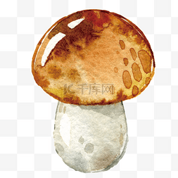 水彩插画秋日蘑菇
