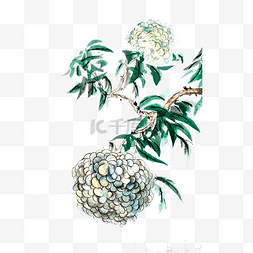 国画水墨绣球花团白色紫阳花植物