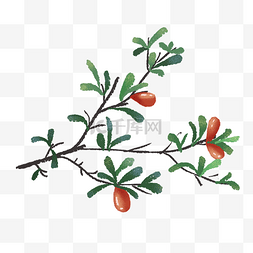 红色果子植物图片_结红色果子的绿色植物手绘