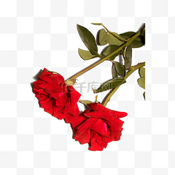 两朵红玫瑰图片_玫瑰花（png免抠）