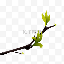 树枝抠图图片_春天植物绿色小清新树枝头嫩芽免