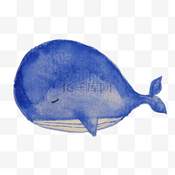 手绘蓝色的鲸鱼插画